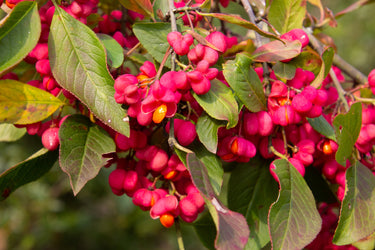 25 EUROPEAN SPINDLE TREE Euonymus Europaeus Spindletree Pink & Orange Flower Shrub Seeds